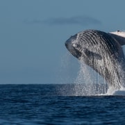Mooloolaba: Whale Watching Cruise