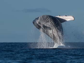 Mooloolaba: Whale Watching Cruise