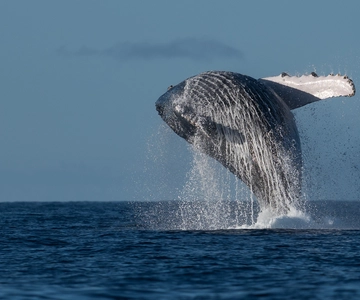 Mooloolaba: Whale Watching Cruise