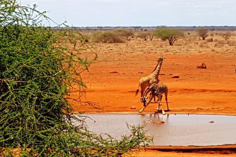 Mombasa: 5-Day Safari- Amboseli, SaltLick, Ziwani & Ngutuni