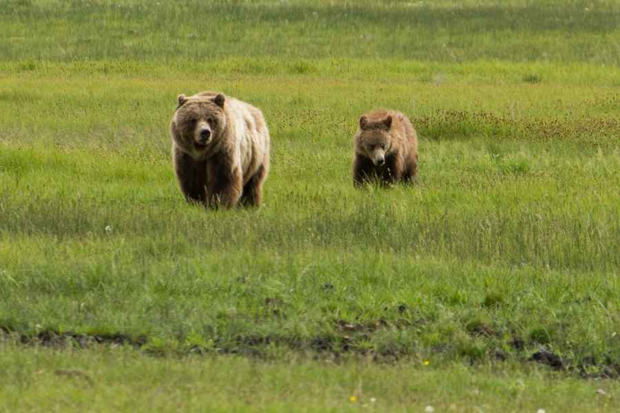 Von Gardiner aus: Yellowstone Wildlife Watching Tour mit Mahlzeiten. Foto: GetYourGuide