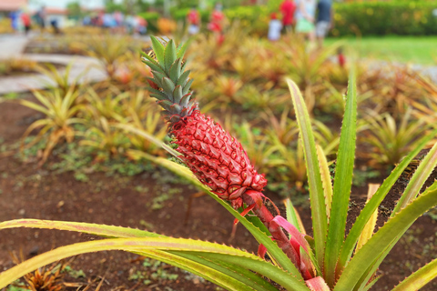 Oahu: Diamond Head Crater Hike and North Shore Experience