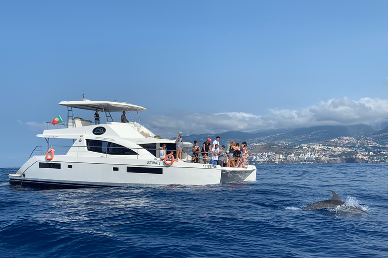 Tour de lujo de avistamiento de ballenas y delfines todo incluido