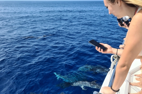 Tour de lujo de avistamiento de ballenas y delfines todo incluido