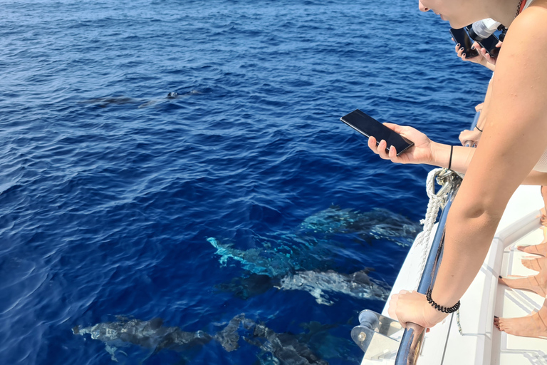 Tour de lujo de avistamiento de ballenas y delfines todo incluido