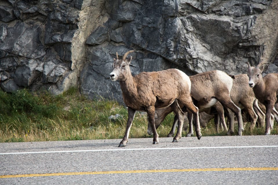 Icefields Parkway: Smartphone Audio Driving Tour | GetYourGuide