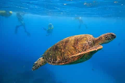Waikiki: Turtle Canyons Snorkel Excursion