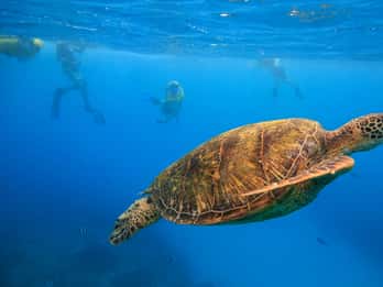 Waikiki: Schnorchelausflug zu den Turtle Canyons Waikiki: Schnorchelausflug zu den Turtle Canyons