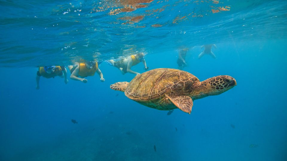 Waikiki: Turtle Canyons Snorkel Excursion 