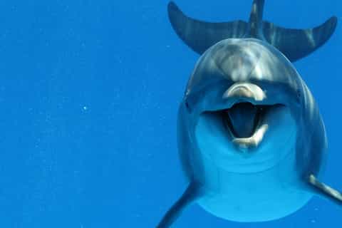 From Marsa Alam: Sataya Reef and Dolphins Full-day Boat Tour