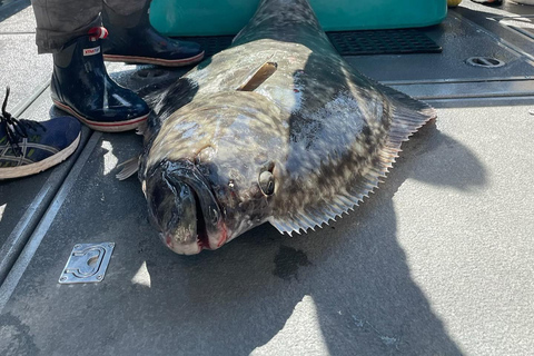 Ear Mountain Charters tours: whale watching or fishing Whale watching