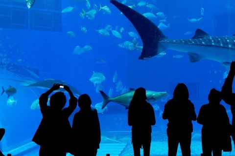 Angkor Wildlife & Aquarium Private Round-Trip Transfer Private Round-Trip Transfer by Tuk Tuk