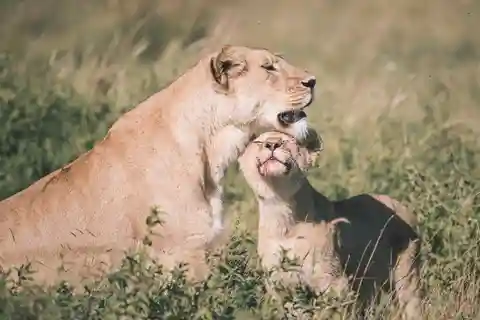 3 day Safari (joint camping) 3 day Zanzibar