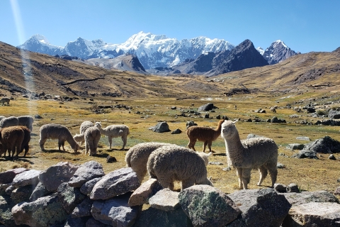 De Cusco: visite d'une journée complète des 7 lacs d'AusangateDe Cusco: visite d'une journée en groupe des 7 lacs d'Ausangate
