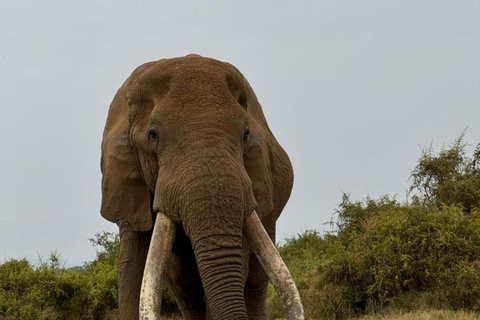 3 dni Masai Mara Daily Group Safari (z wyłączeniem opłat za park)