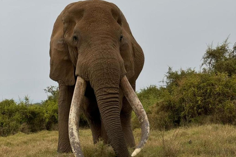 3 dni Masai Mara Daily Group Safari (z wyłączeniem opłat za park)