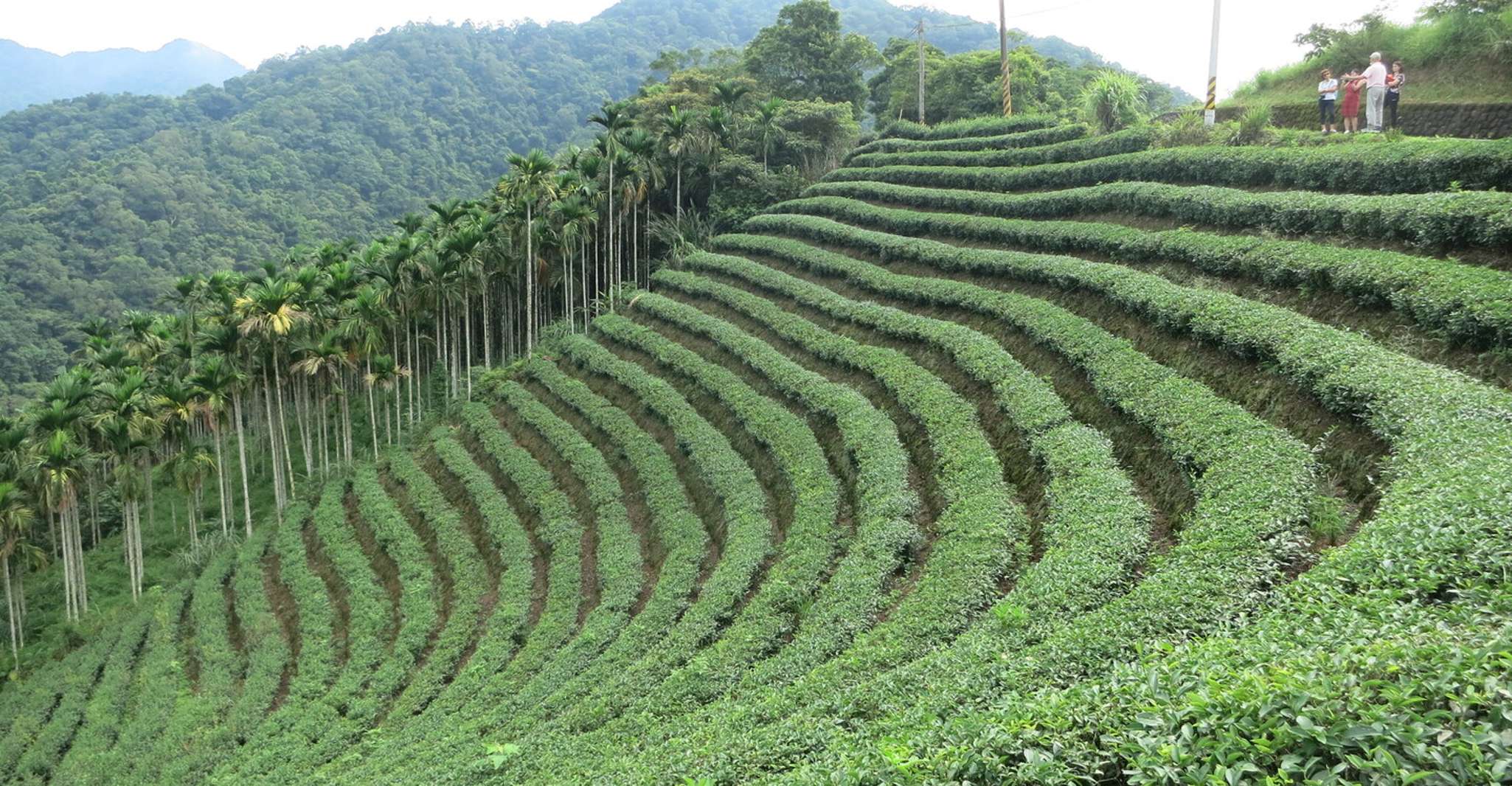 Thousand Island Lake and Pinglin Tea Plantation from Taipei - Housity