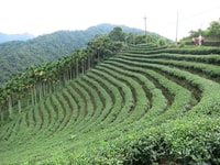 Plantation de thé mille Island Lake et Pinglin de Taipei - Housity