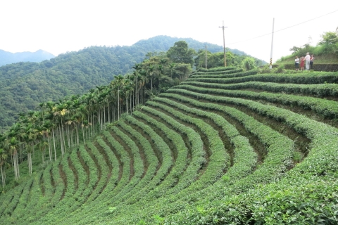 Thousand Island Lake und Pinglin Teeplantage von Taipeh ausPrivate Tour mit Transfer
