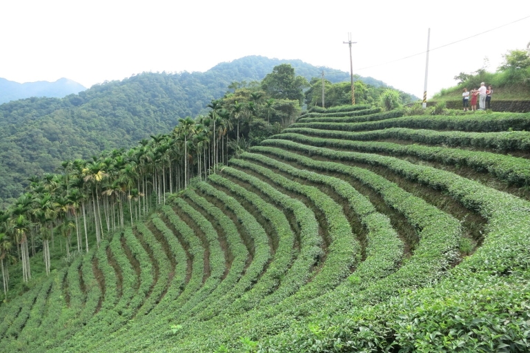 Thousand Island Lake and Pinglin Tea Plantation from Taipei Private Tour with Transfer