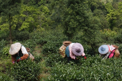 Thousand Island Lake und Pinglin Teeplantage von Taipeh ausPrivate Tour mit Transfer