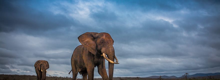 Depuis Sainte-Lucie : iSimangaliso Sunset Safari