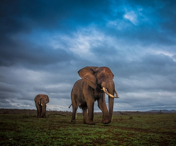 From St Lucia: iSimangaliso Sunset Safari