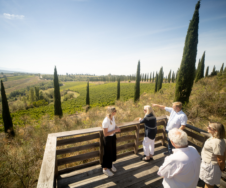 Montalcino: Guided Winery Tour and Wine Tasting