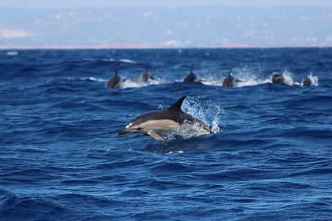 Lagos: tour con osservazione dei delfini e della vita marina