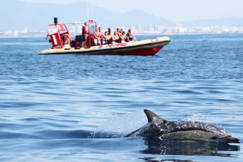 Lagos: Dolphin and Sea Life Watching Experience