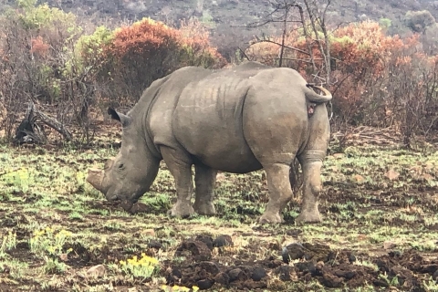 Johannesburg: Safari w Parku Narodowym Pilanesberg z lunchemOtwarte i zamknięte safari samochodowe z lunchem