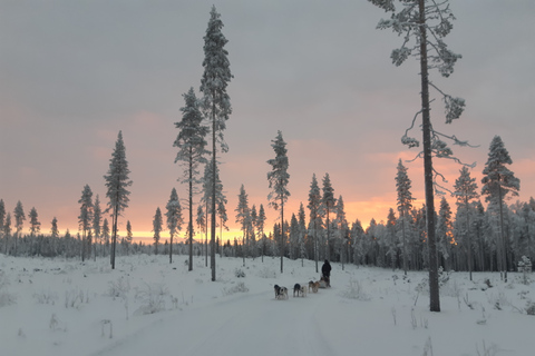 Rovaniemi: Experiência de 1 hora em trenó puxado por huskiesSolo Drive (1 pessoa no trenó)