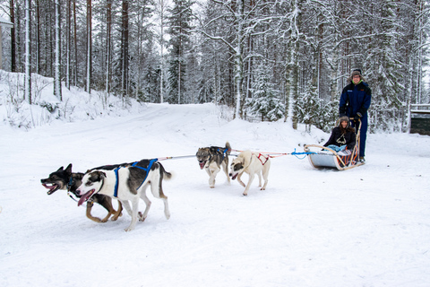 Rovaniemi: Experiência de 1 hora em trenó puxado por huskiesSolo Drive (1 pessoa no trenó)