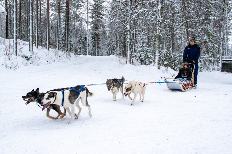 Rovaniemi: esperienza di guida autonoma di 1 ora con gli Husky in slittaSolo Drive (1 persona su slitta)