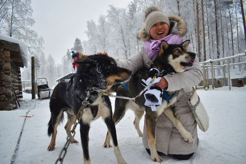 Rovaniemi: 1-stündige Selbstfahrer-Husky-SchlittenfahrtSolofahrt (1 Person auf dem Schlitten)