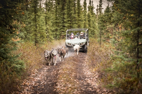 Fairbanks: Jesienna przygoda z wozem ciągniętym przez psa