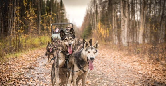 Fairbanks: Dog Mushing through Fall Landscapes on a UTV