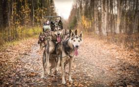 Fairbanks: Fall Cart Adventure Pulled by a Sled Dog
