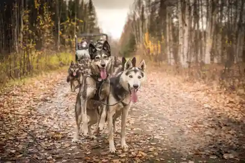 Fairbanks: Dog Mushing through Fall Landscapes on a UTV