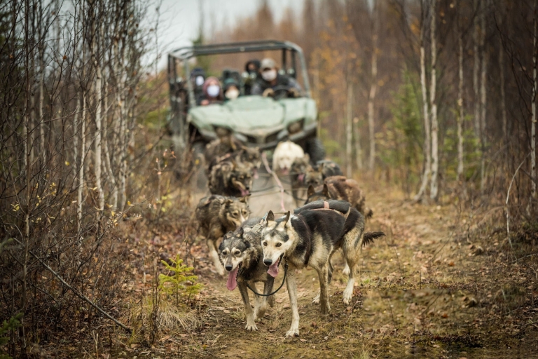 Fairbanks : aventure automnale en charrette tirée par un chien