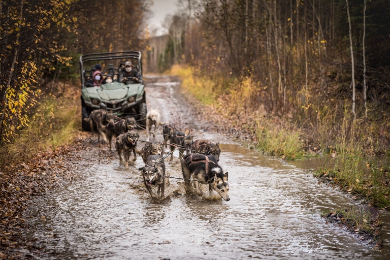 Fairbanks: Aventura en carro tirado por perros en otoño