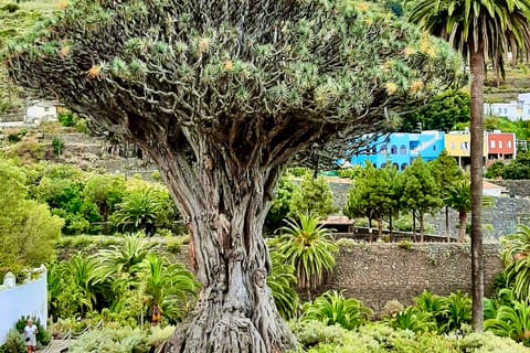 Icod de los Vinos: Dragon Tree & Botanical Garden Ticket