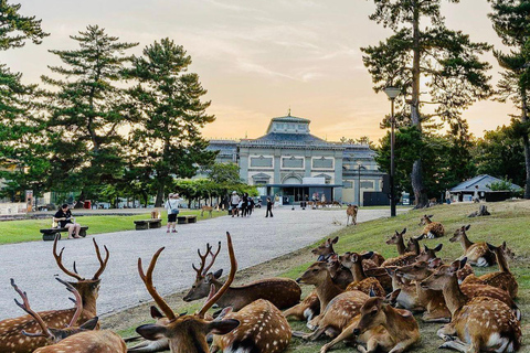 Kyoto, Nara och Osaka: Privat skräddarsydd rundtur