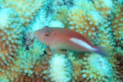 Bora Bora: lição introdutória ao mergulho autônomo