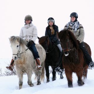 From Reykjavík: Icelandic Horse Riding Tour in Lava Fields