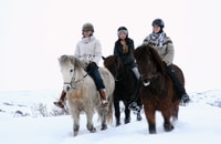 De Reykjavík, recorrido de equitación islandés en los campos de lava - Housity