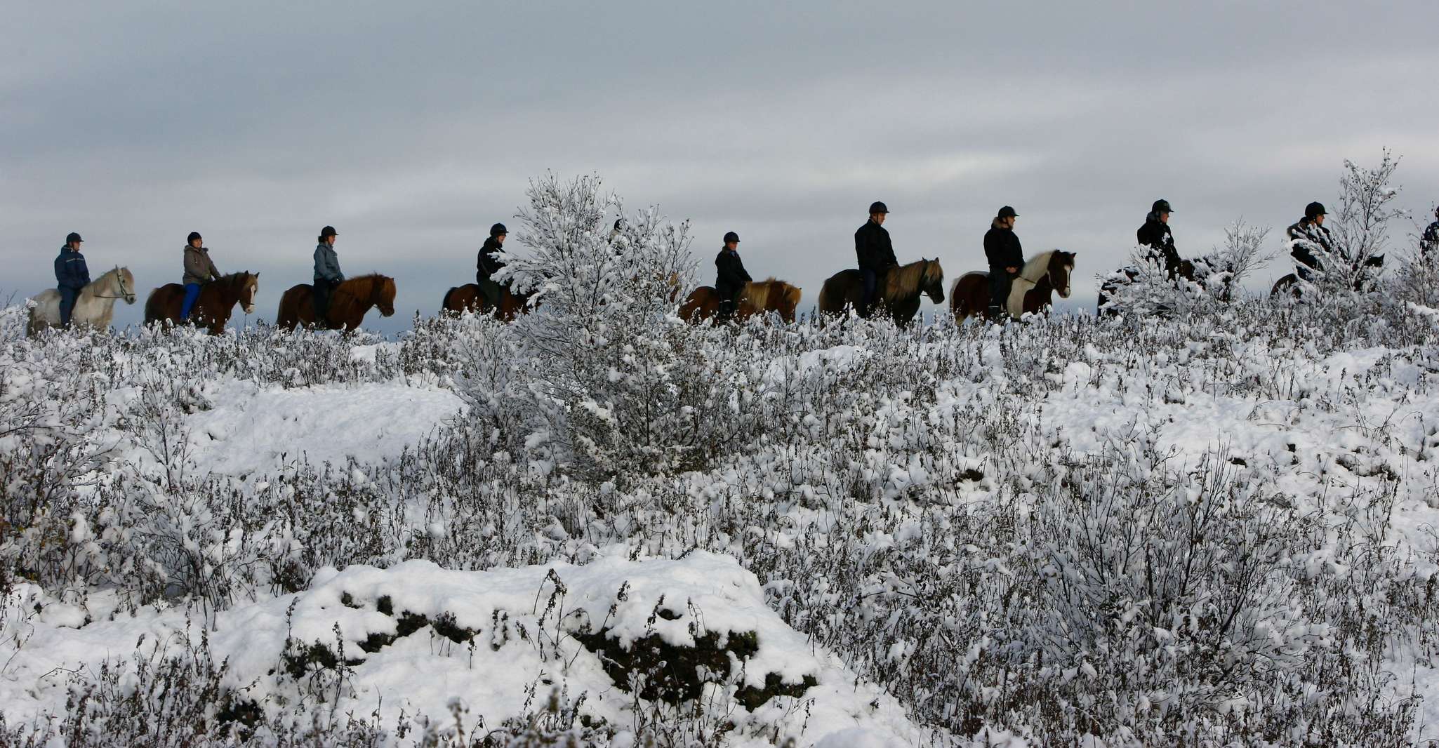 From Reykjavík, Icelandic Horse Riding Tour in Lava Fields - Housity