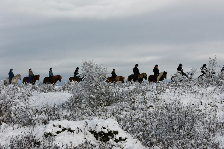 Reykjavik : balade à cheval dans les champs de laveBalade à cheval avec prise en charge