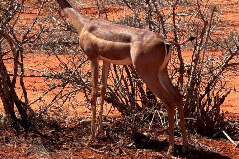 Mombasa/Diani: Taita Hills 2-Day Safari with Meals & Pickup