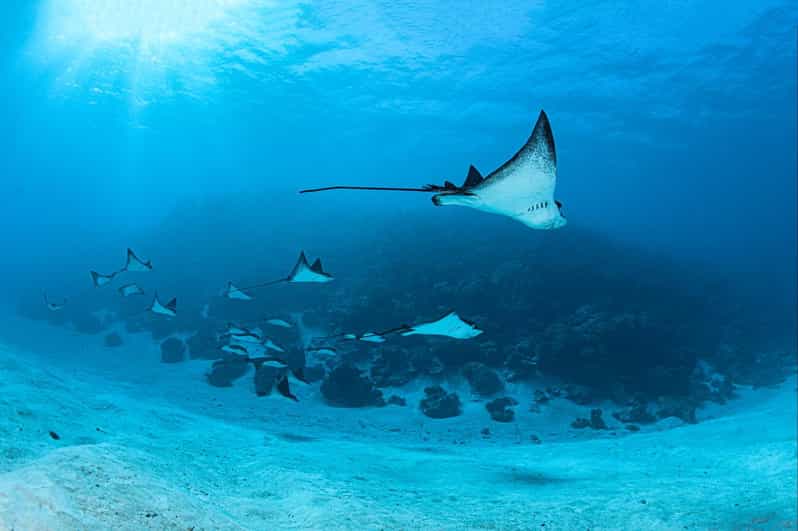 Bora Bora Dive in Two Amazing Sites GetYourGuide